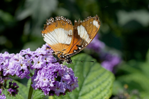 Kew Gardens