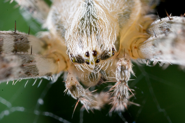 Spiders and ladybird