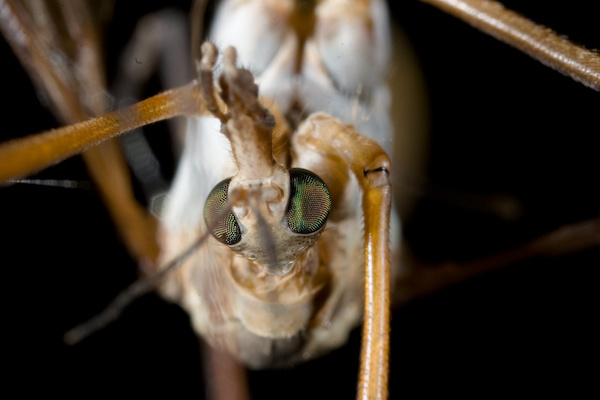 Spiders and ladybird