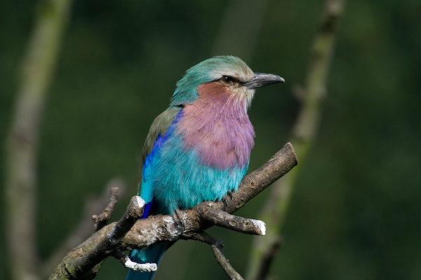 London Zoo