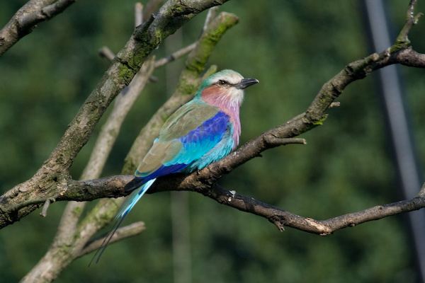 London Zoo