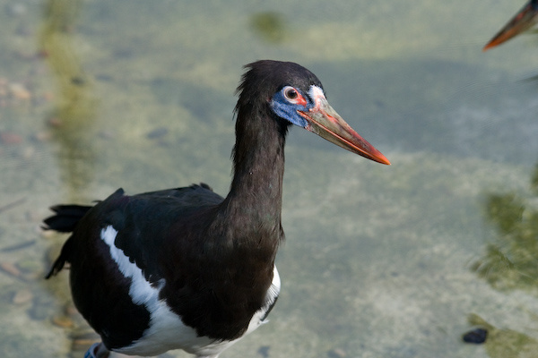 London Zoo