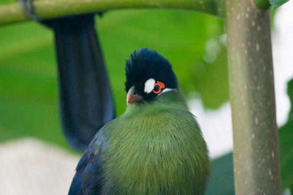 London Zoo