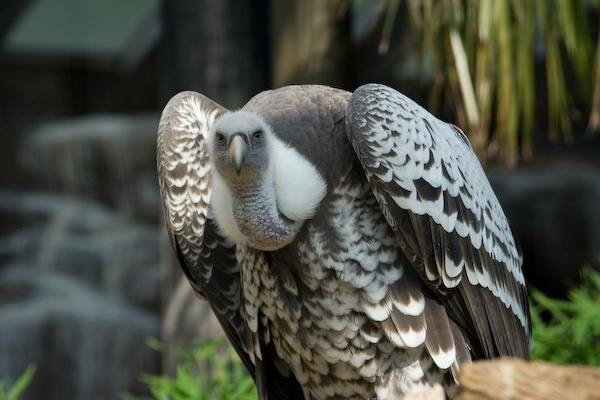 London Zoo