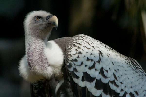 London Zoo