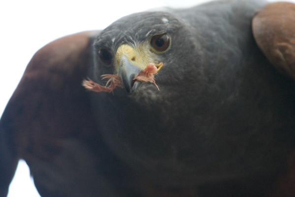 London Zoo