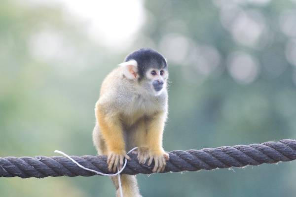 London Zoo