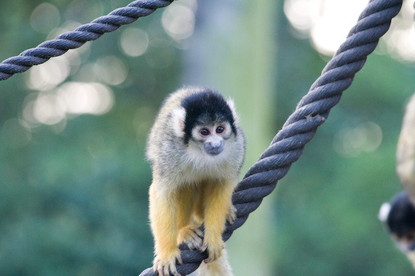 London Zoo