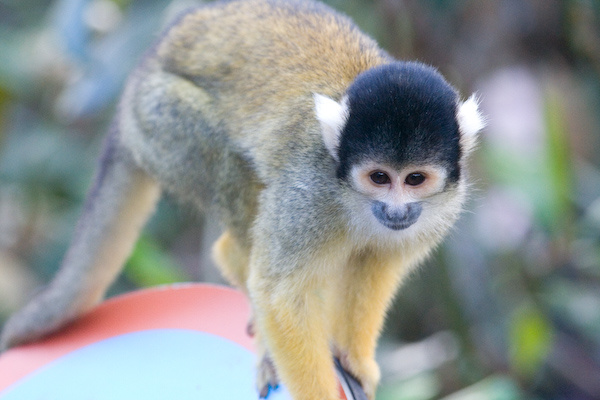 London Zoo