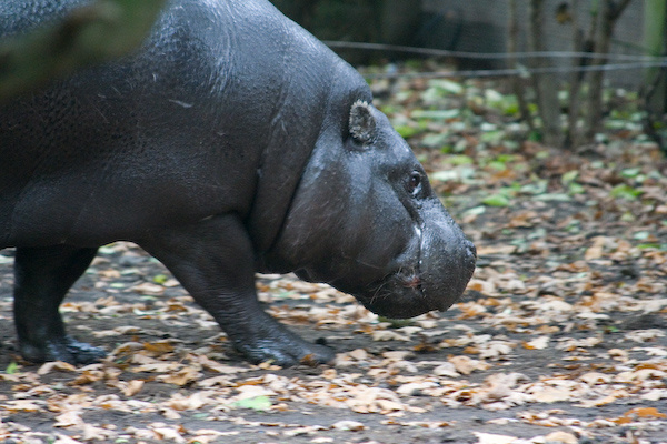 London Zoo