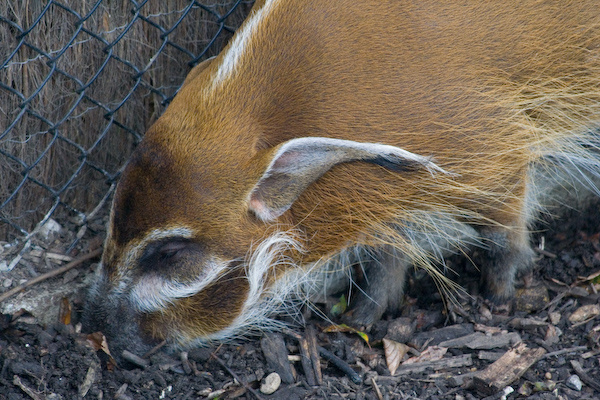 London Zoo