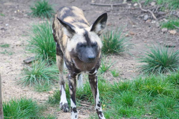 London Zoo