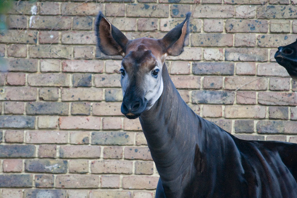 London Zoo