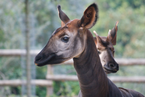 London Zoo