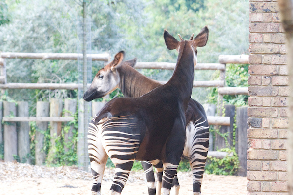 London Zoo