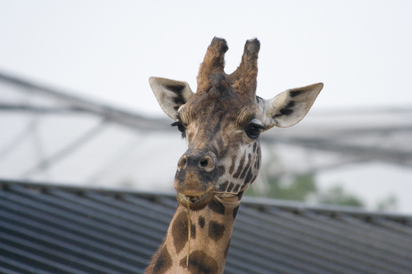 London Zoo