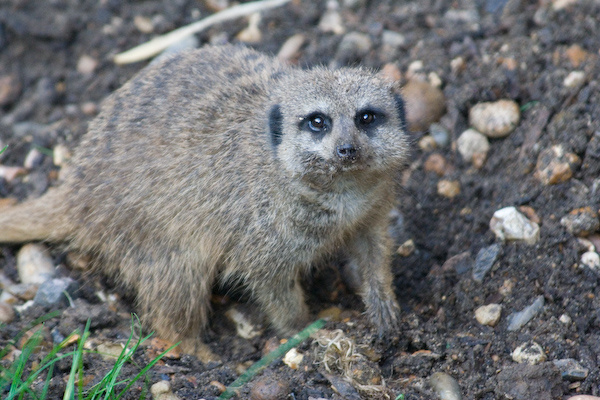 London Zoo