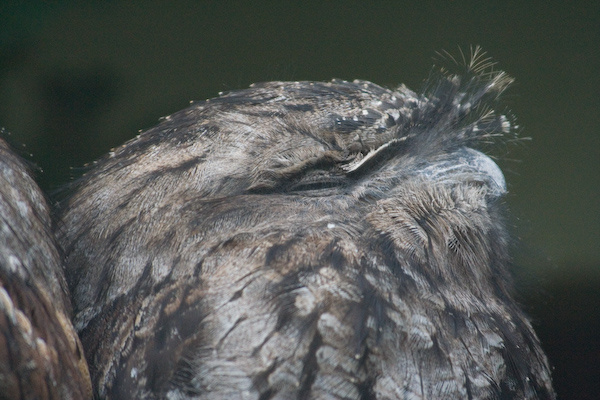 London Zoo