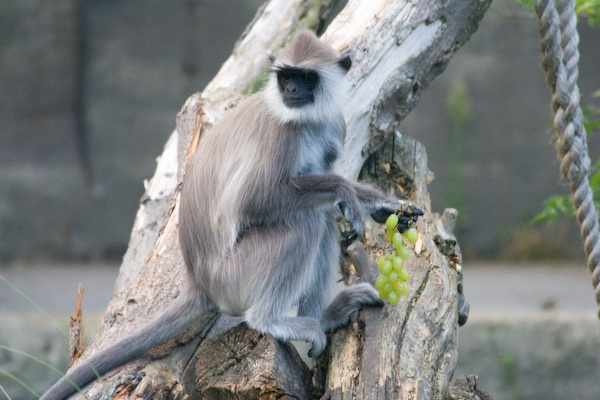 London Zoo