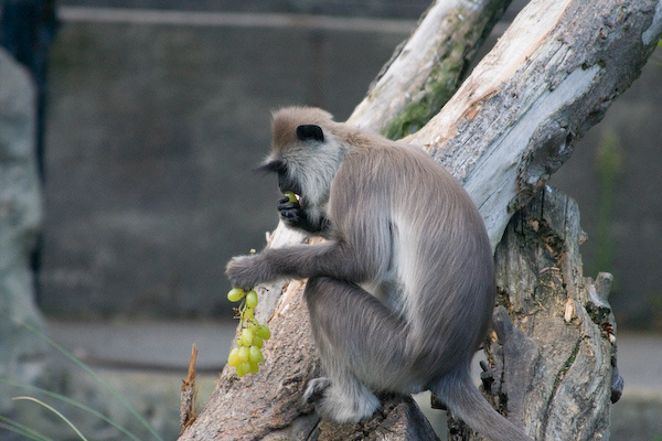 London Zoo