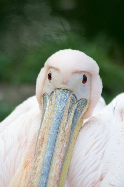 London Zoo