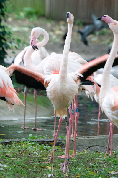 London Zoo