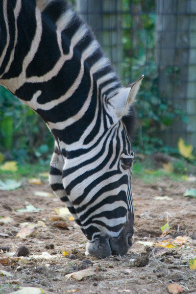 London Zoo