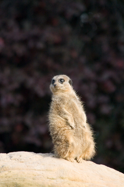 London Zoo