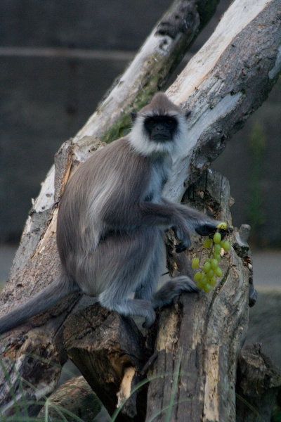 London Zoo