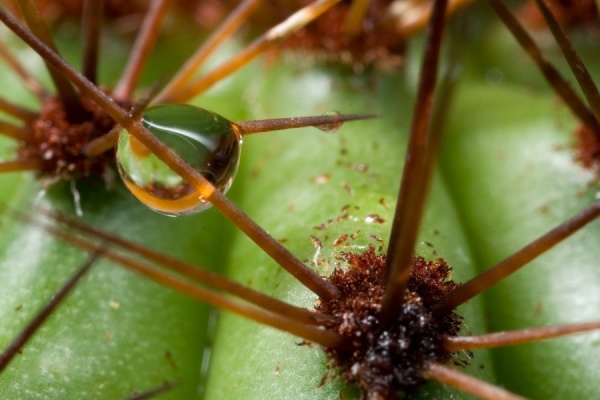 Cactus closeups