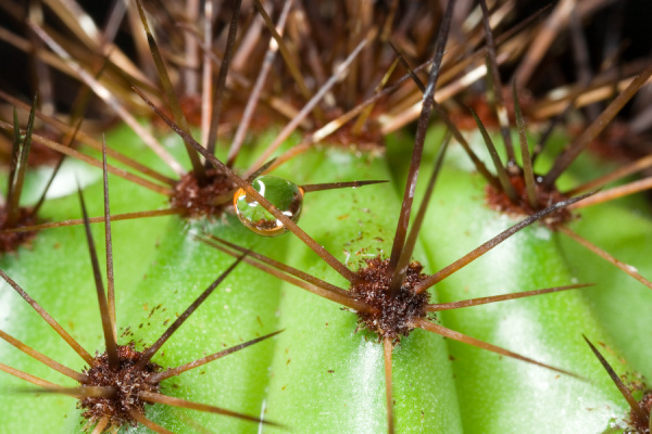 Cactus closeups