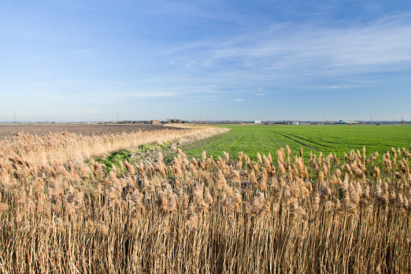 Party, plus Wicken Fen