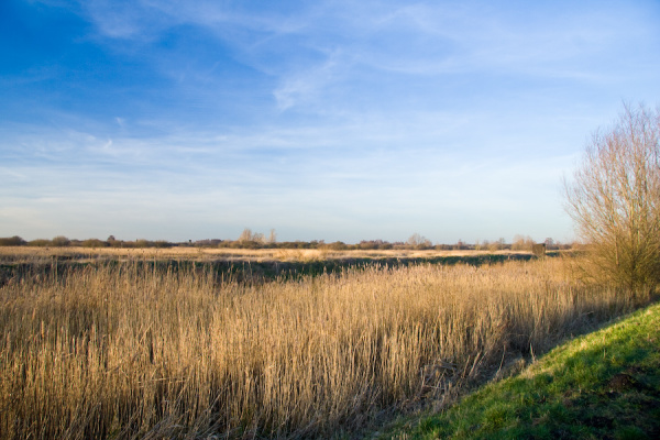 Party, plus Wicken Fen