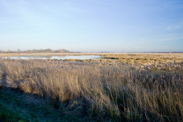 Party, plus Wicken Fen