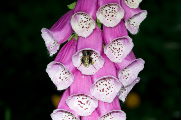 Cambridge Botanical Gardens