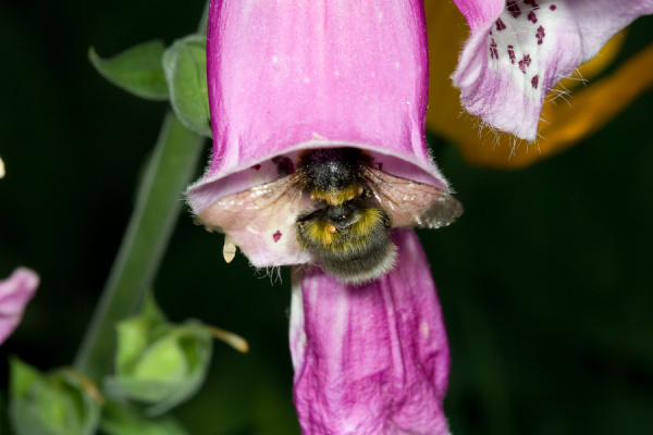 Cambridge Botanical Gardens