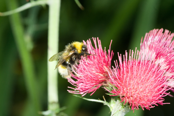 Cambridge Botanical Gardens