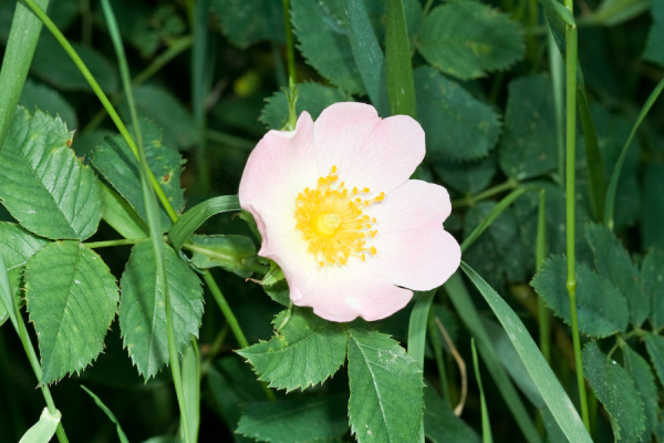 Cambridge Botanical Gardens