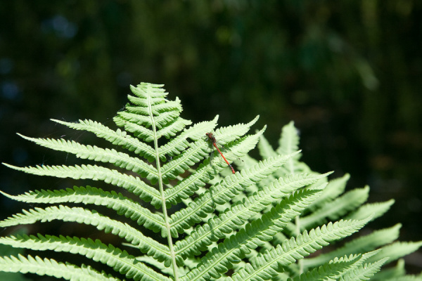 Cambridge Botanical Gardens