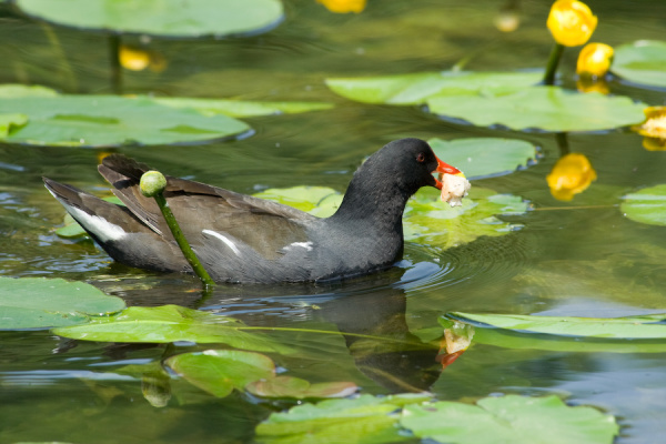 Cambridge Botanical Gardens