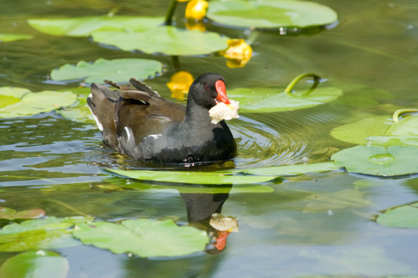 Cambridge Botanical Gardens