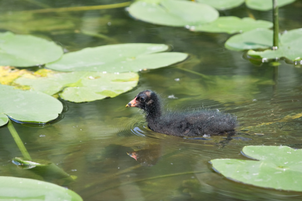 Cambridge Botanical Gardens