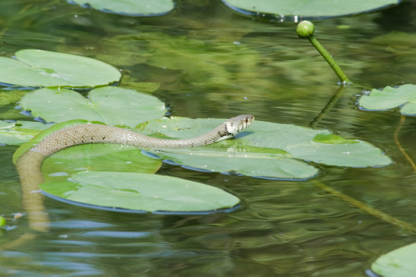 Cambridge Botanical Gardens