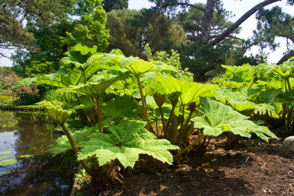 Cambridge Botanical Gardens