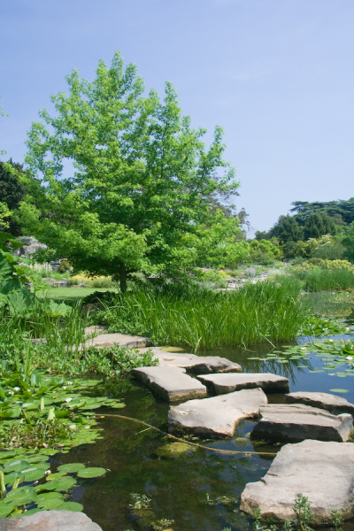 Cambridge Botanical Gardens