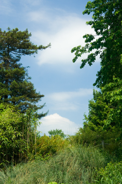 Cambridge Botanical Gardens