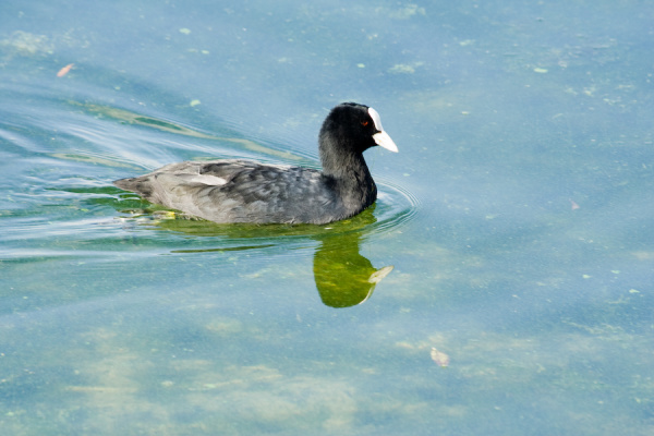 Grafham Water