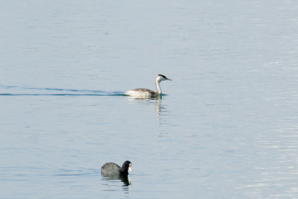 Grafham Water