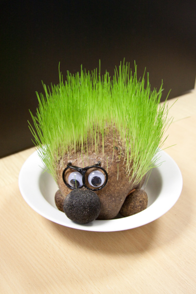 Colleague's Chia Pet