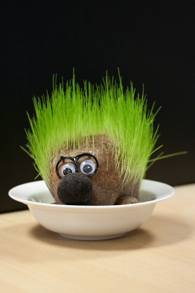 Colleague's Chia Pet